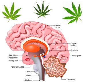 How Marijuana Affects Casual Users