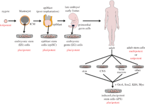 The Therapeutic Potential of Stem Cells